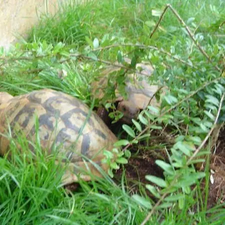 In Mit Garten, Terrasse Appartamento Banjole