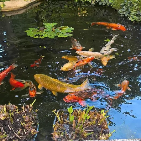 In Mit Garten, Terrasse Banjole